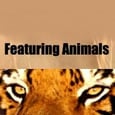 Featuring Animals